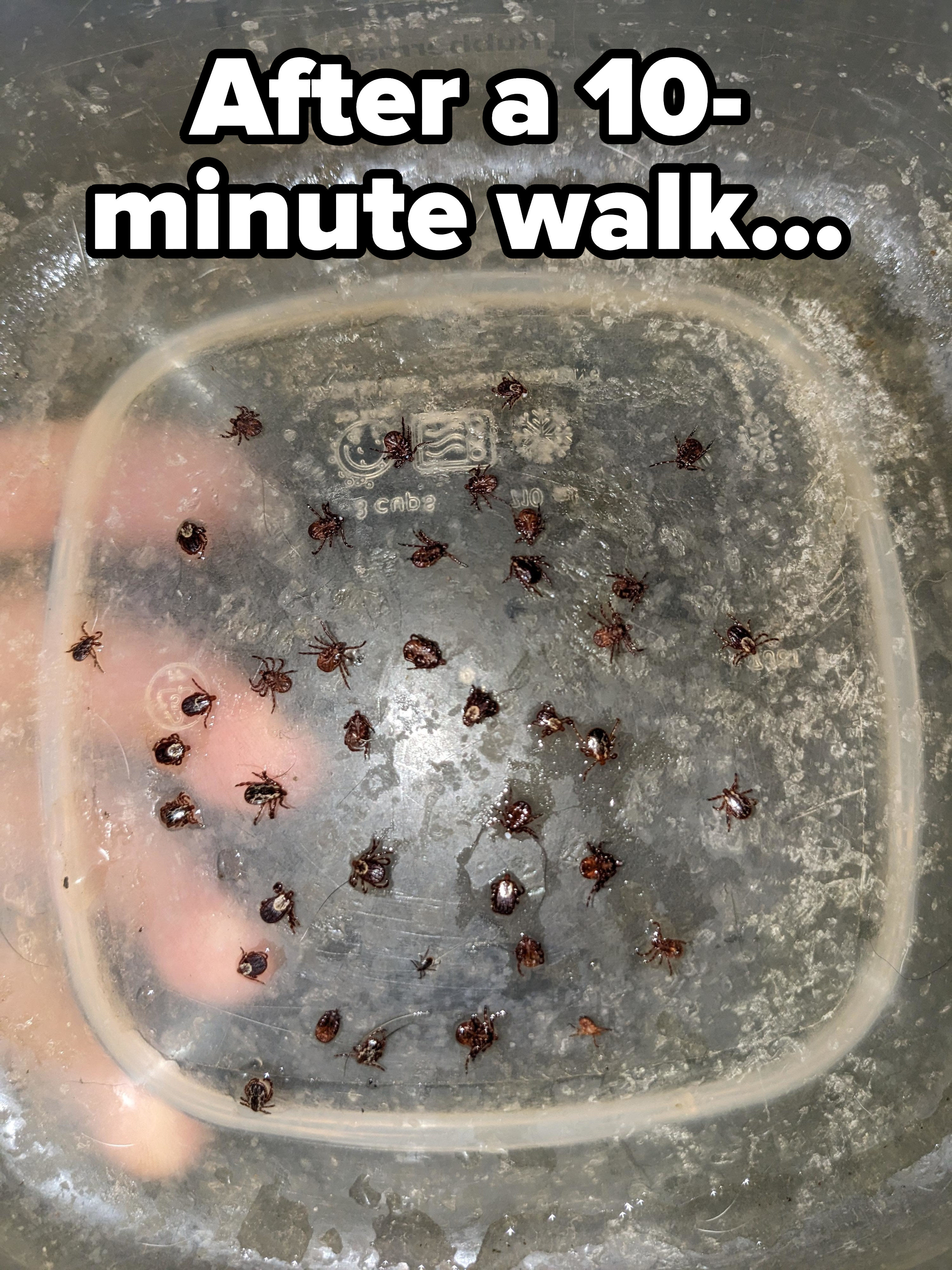 Person is covered in about 40 ticks after a 10-minute walk