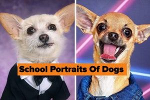 two dogs pose for portraits