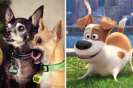 split image of a family portrait with dogs and on the right side an additional photo from the secret life of pets 