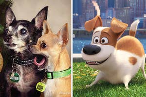 split image of a family portrait with dogs and on the right side an additional photo from the secret life of pets 