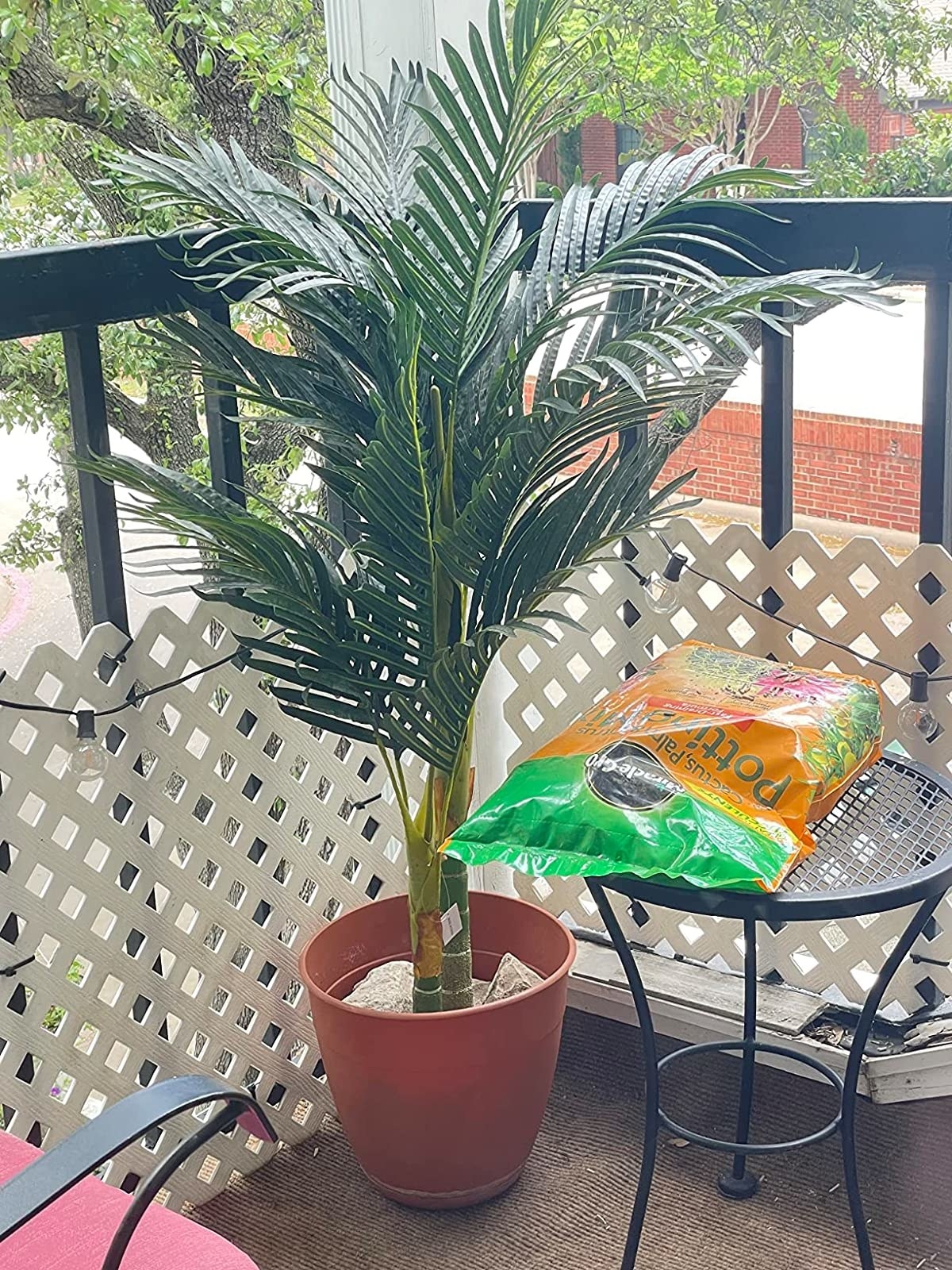 Reviewer photo of the palm tree on a patio