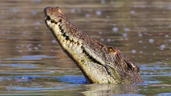 crocodile in water