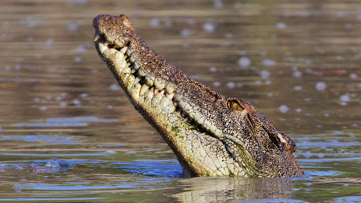 The man was snorkeling with his wife and several friends when he encountered the crocodile.