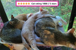 Less time spent cleaning up litter and breaking up fights = more time you can spend loving on your feline bbs.