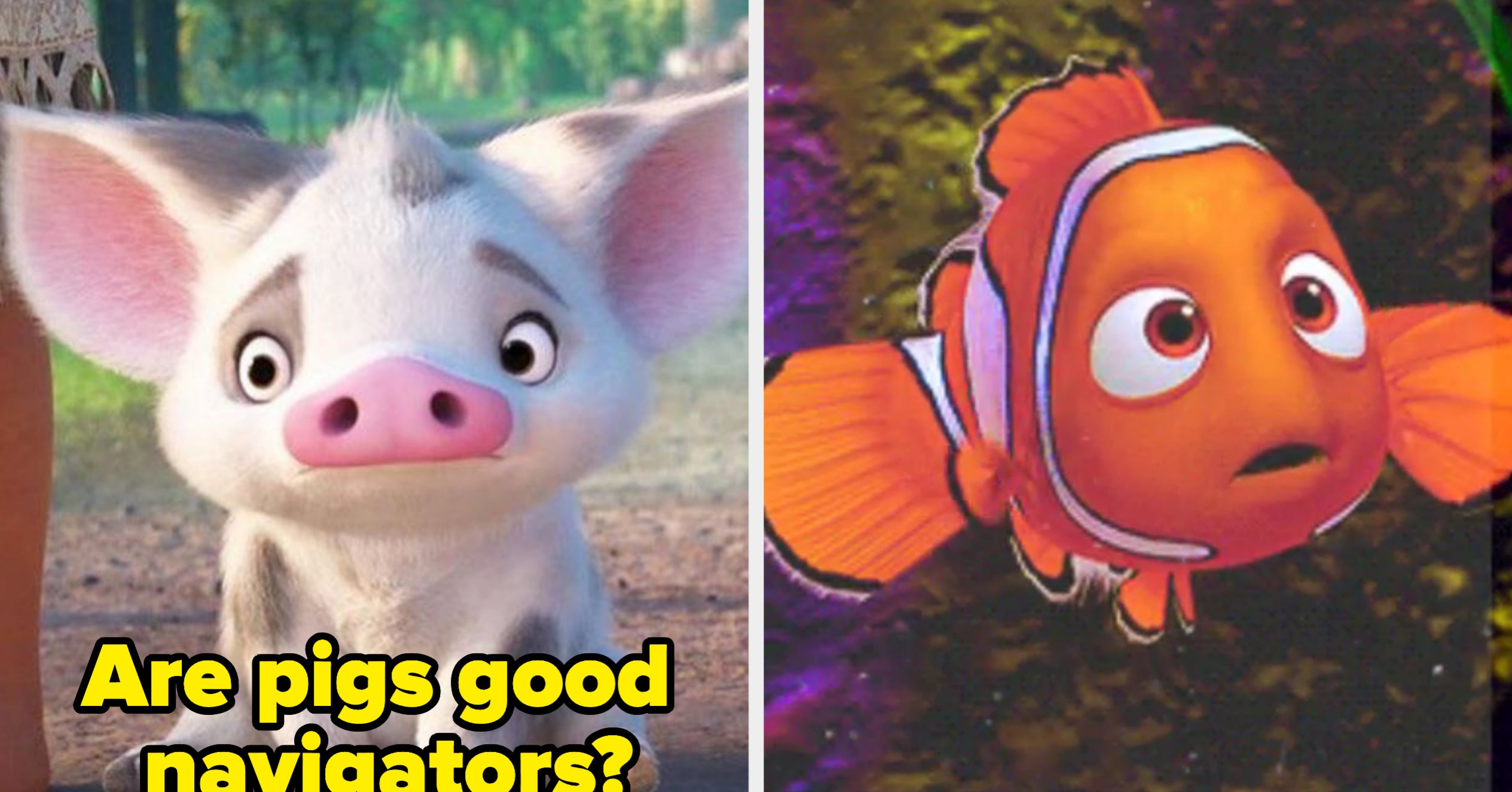 Random Animals Trivia Quiz