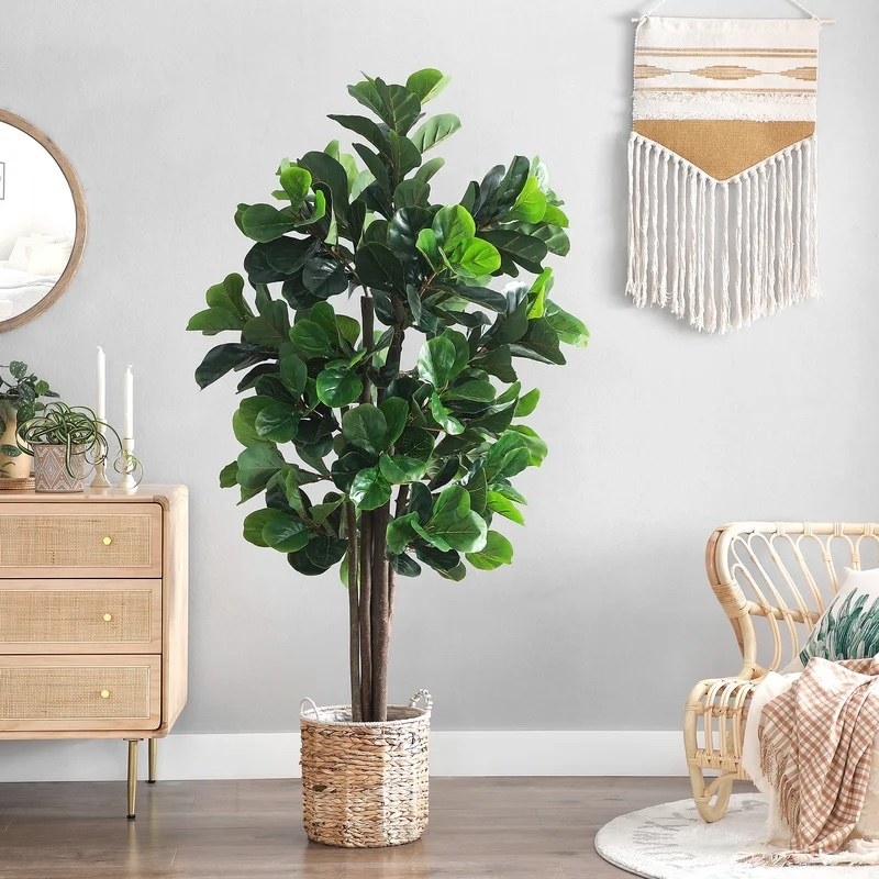 the fiddle leaf fig in a styled room