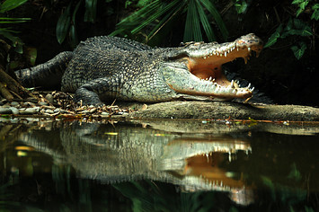 crocodile is pictured above own reflection