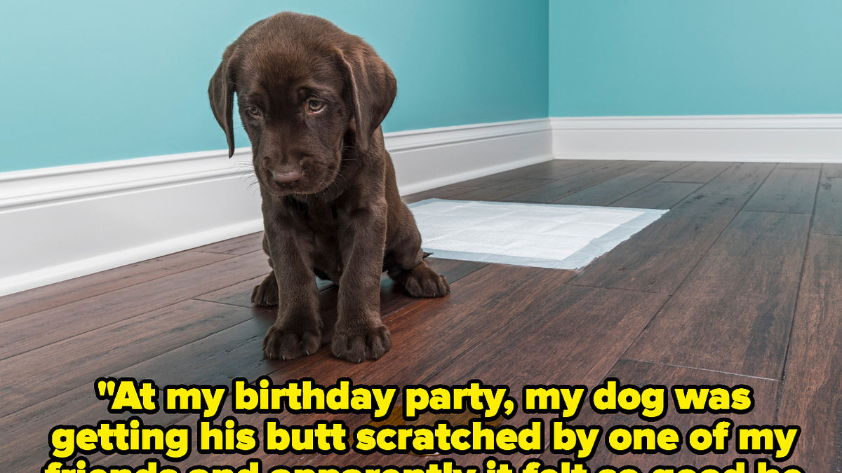 People Are Sharing The Times Their Pets Went Wild