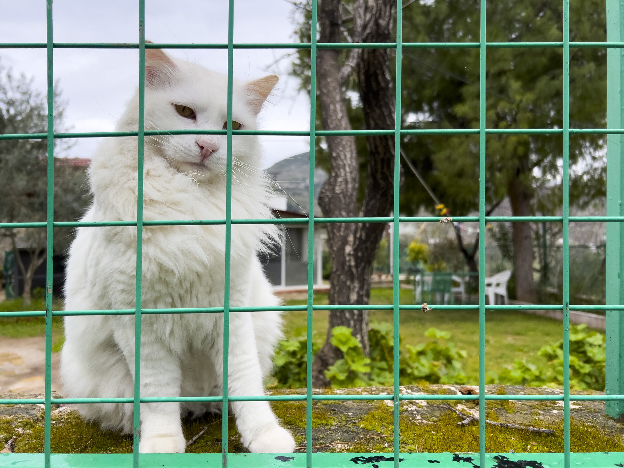 cat at a fence