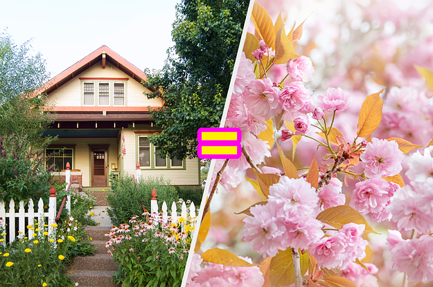 A cottage and Japanese cherry blossoms