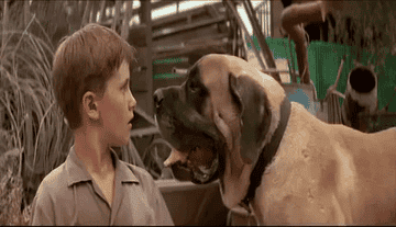 GIF of Smalls from the film The Sandlot being licked on the face by a big dog