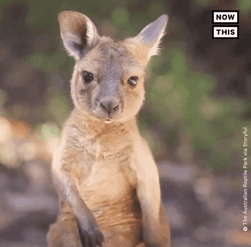 Gif of a kangaroo