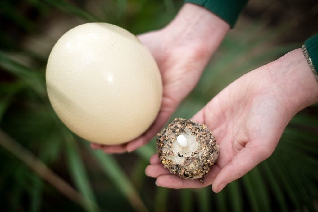 A hand holding an ostrich egg and a hummingbird egg