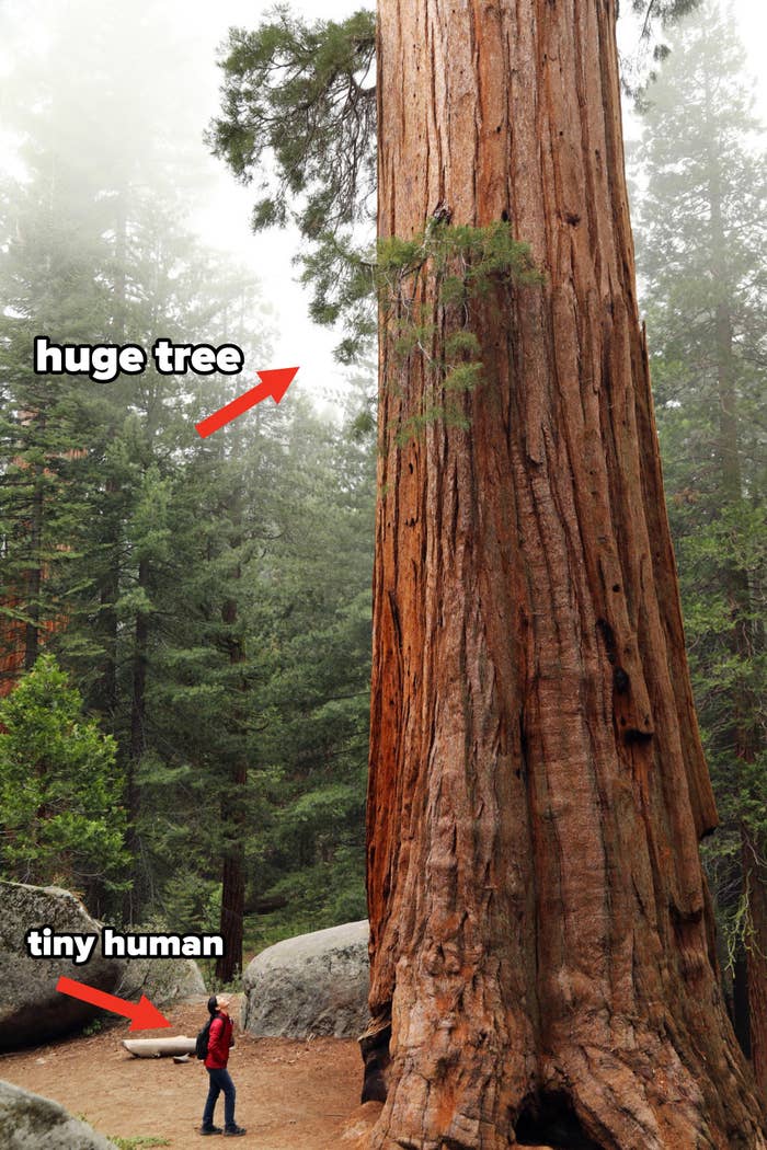 A woman standing next to a redwood