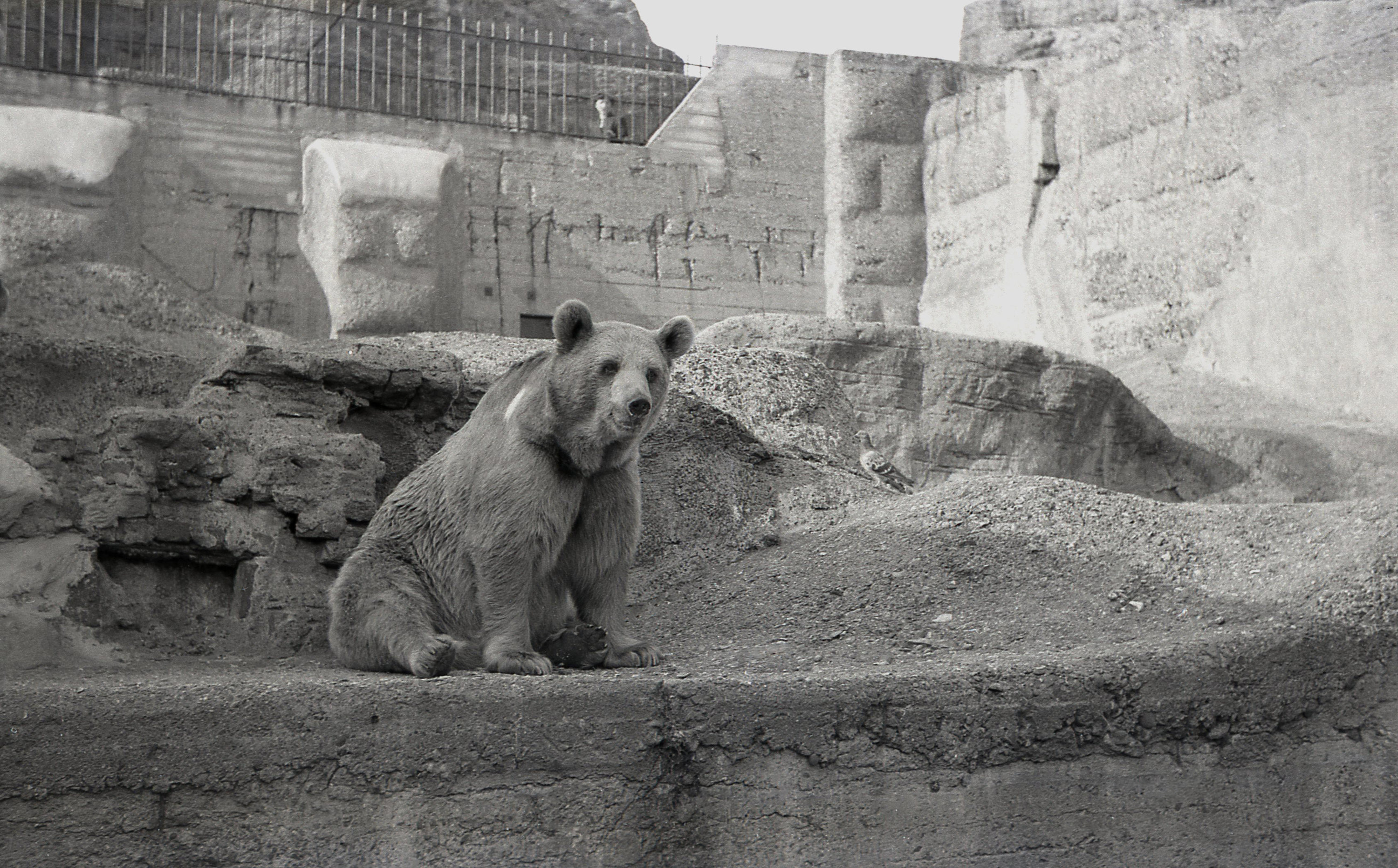 Closeup of Wojtek