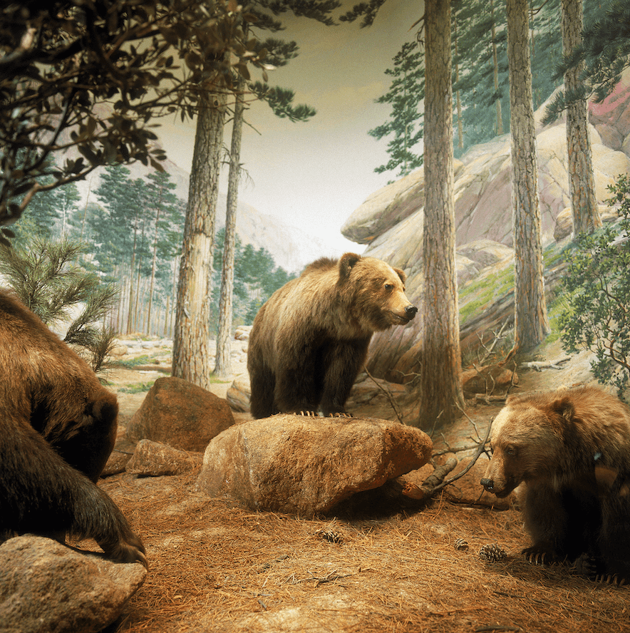 Mexican Grizzly Bear diorama from the Field Museum&#x27;s exhibition, Message From The Wilderness. © The Field Museum, John Weinstein.
