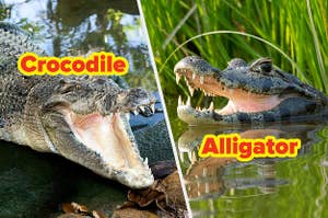Crocodile and alligator