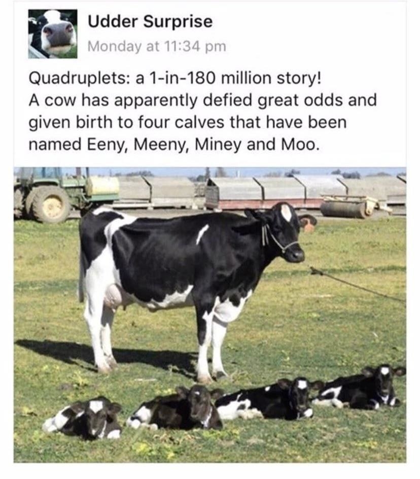 A cow with its quadruplets: Eeny, Meeny, Miney, Moo