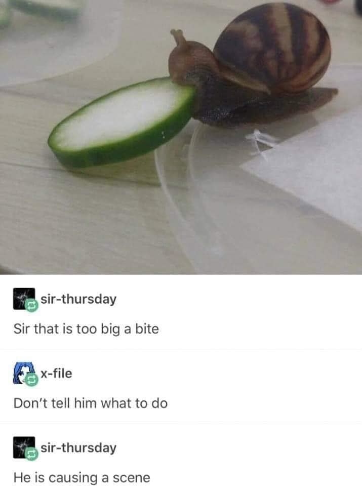 A snail with a big slice of cucumber in its mouth, with comments: Sir, that is too big a bite; don&#x27;t tell him what to do; he is causing a scene