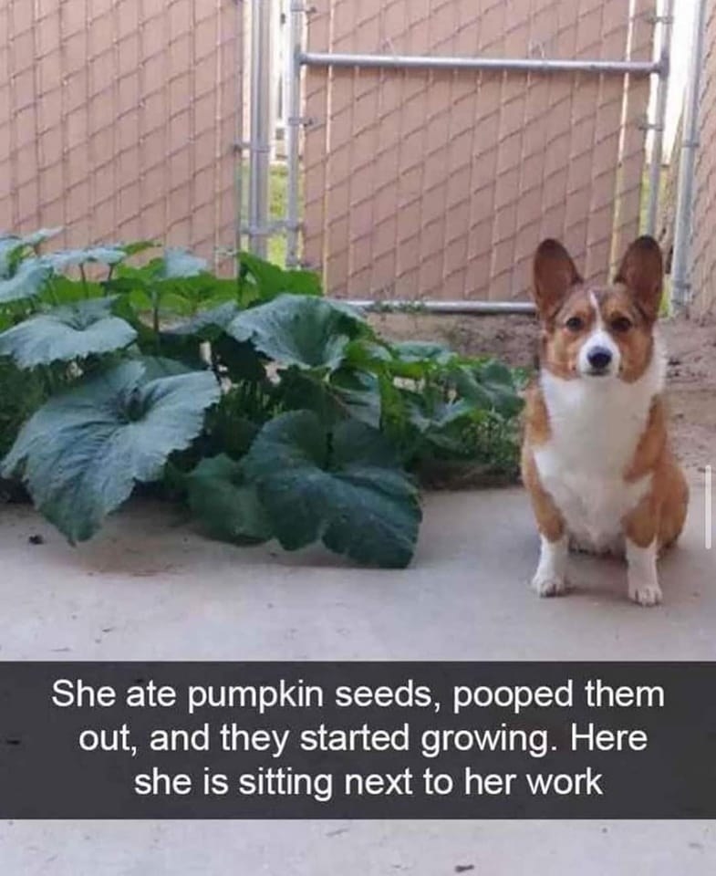 Dog sits next to plush plants with caption, &quot;She ate pumpkin seeds, pooped them out, and they started growing; here she is sitting next to her work&quot;