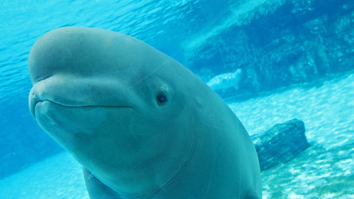 A beluga whale and bottlenose dolphin died at Marineland according to Ontario’s Ministry of the Solicitor General. Marineland hasn’t issued any comments yet.