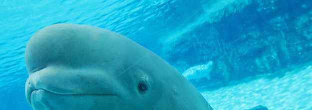 A Beluga Whale & Dolphin Have Reportedly Died At MarineLand Canada