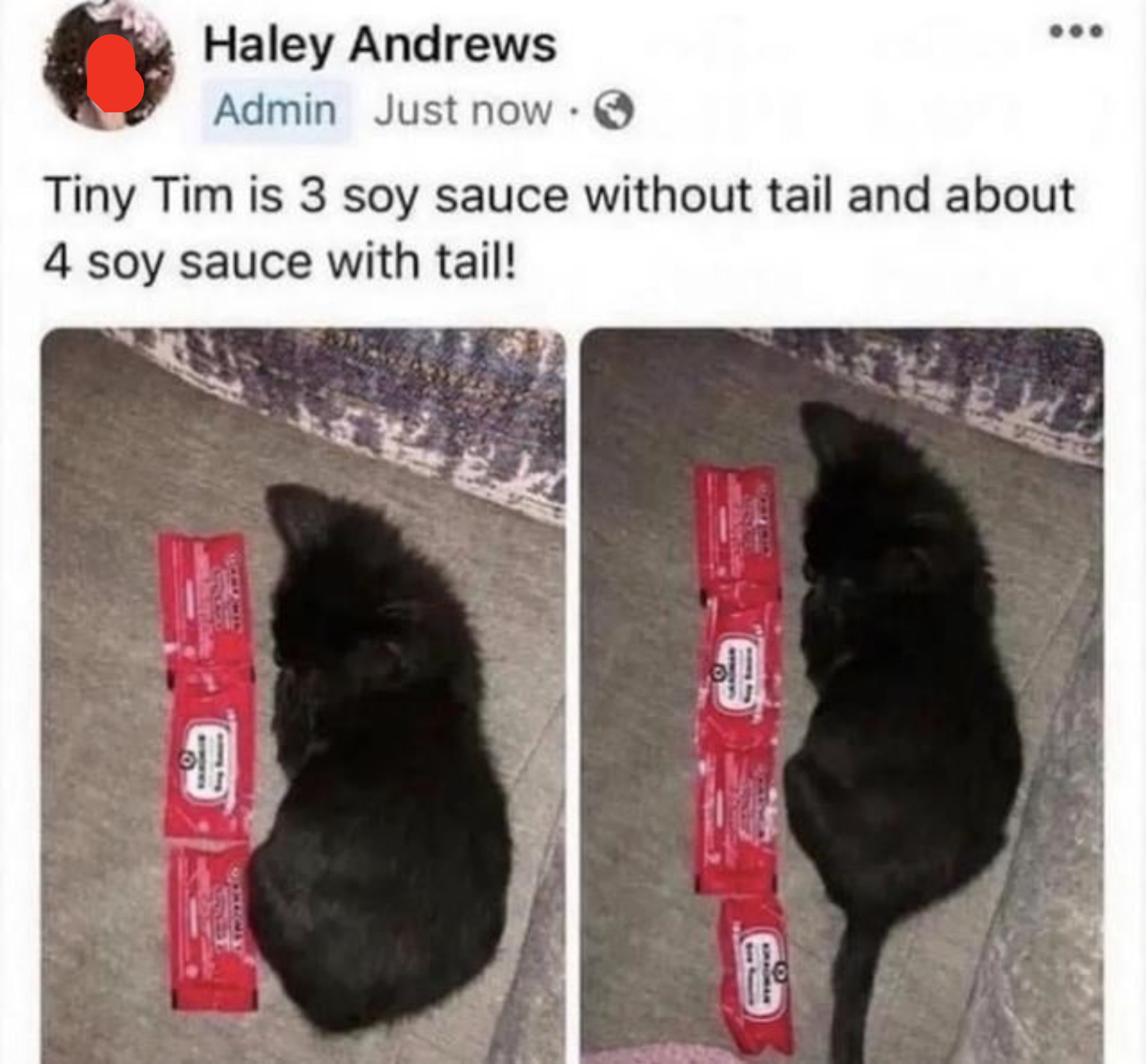 Cat named Tiny Tim is measured against takeout soy sauce packets: three without a tail, and four packs with the tail