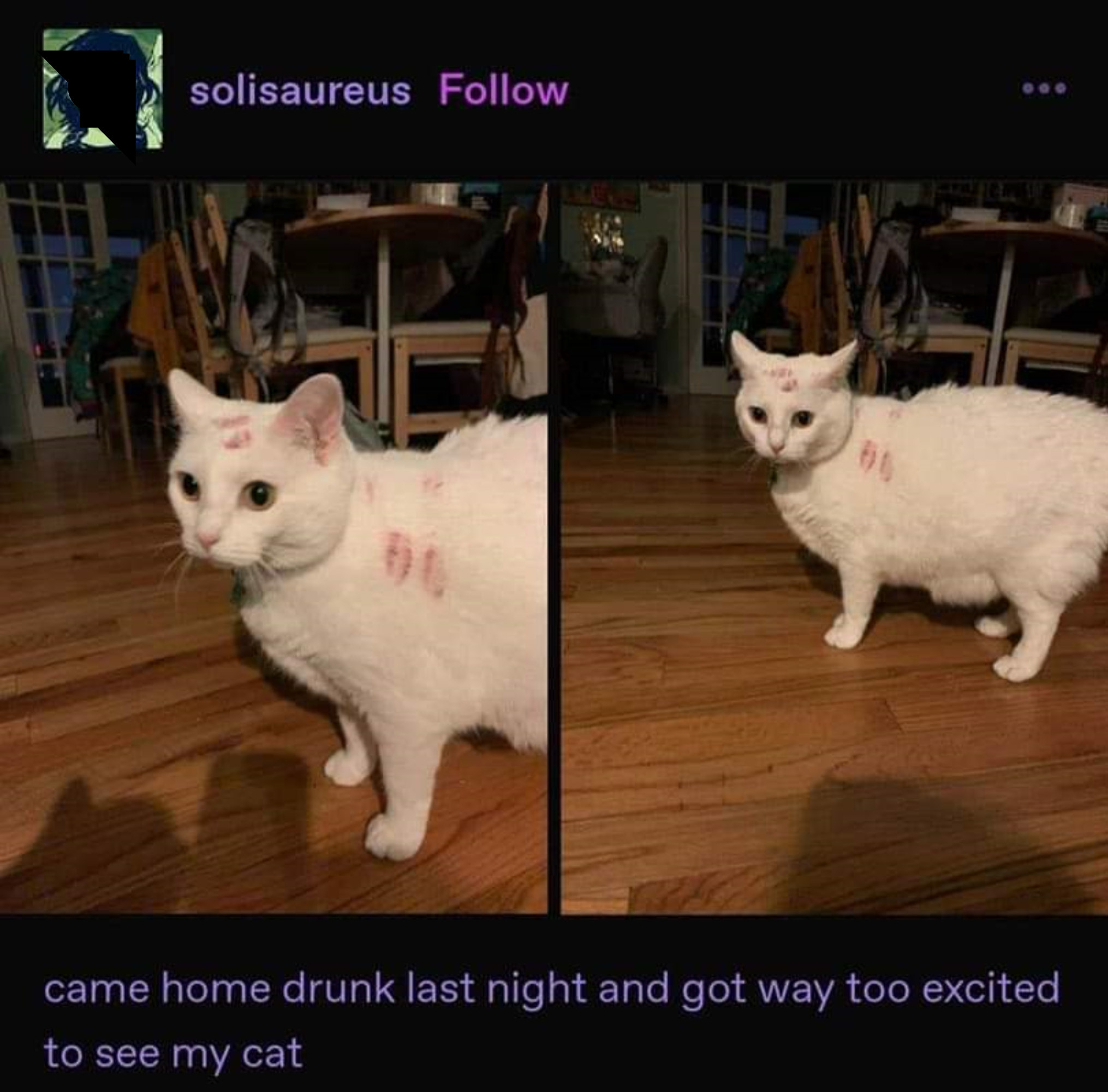 White cat with lipstick marks on its fur, with caption &quot;came home drunk last night and got way too excited to see my cat&quot;