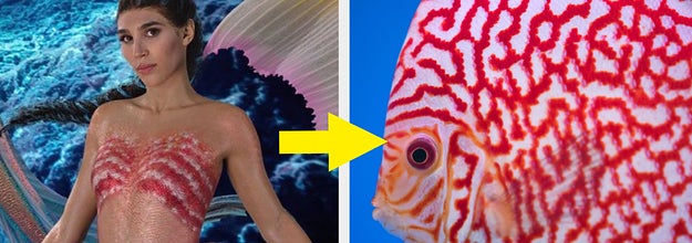 perla the mermaid wears a brightly coloured top with an arrow pointing to a bright coloured fish