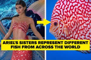 perla the mermaid wears a brightly coloured top with an arrow pointing to a bright coloured fish
