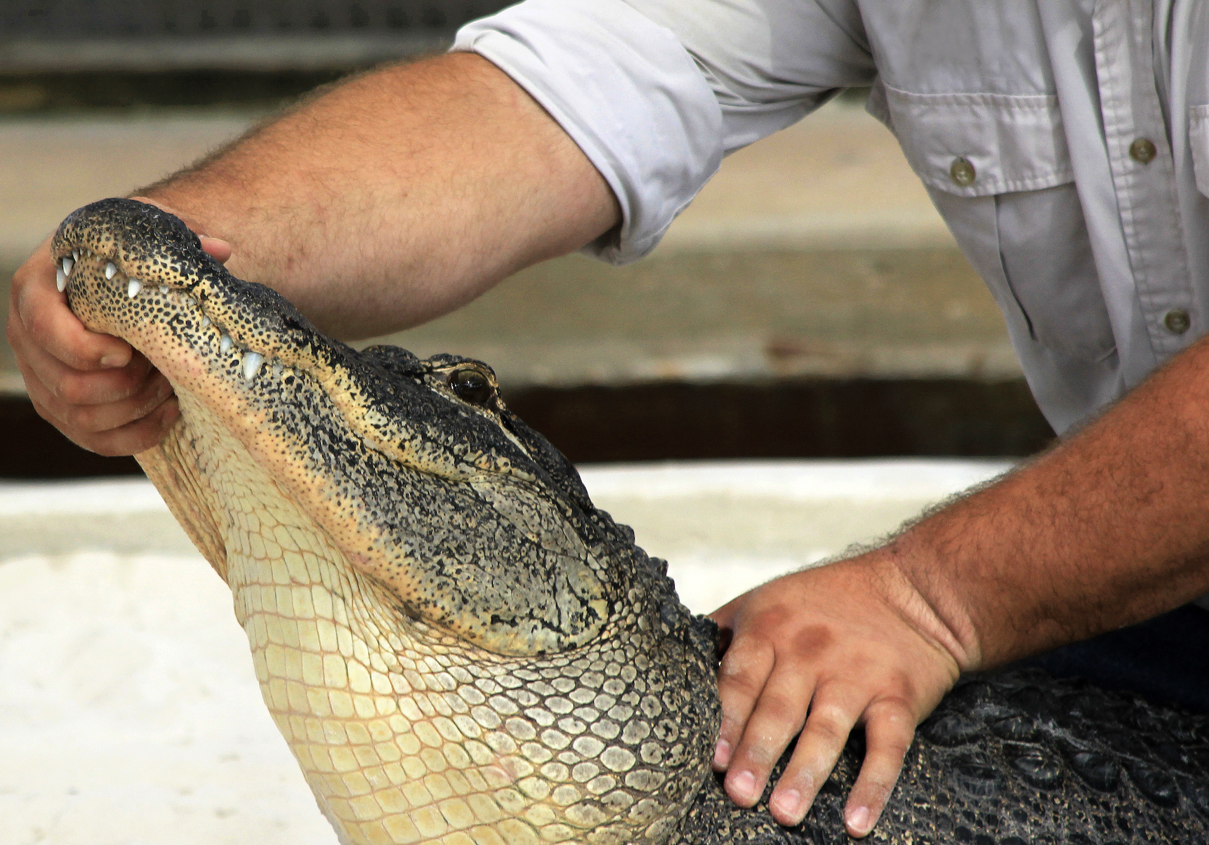 Alligator hunter holding an alligators mouth and head