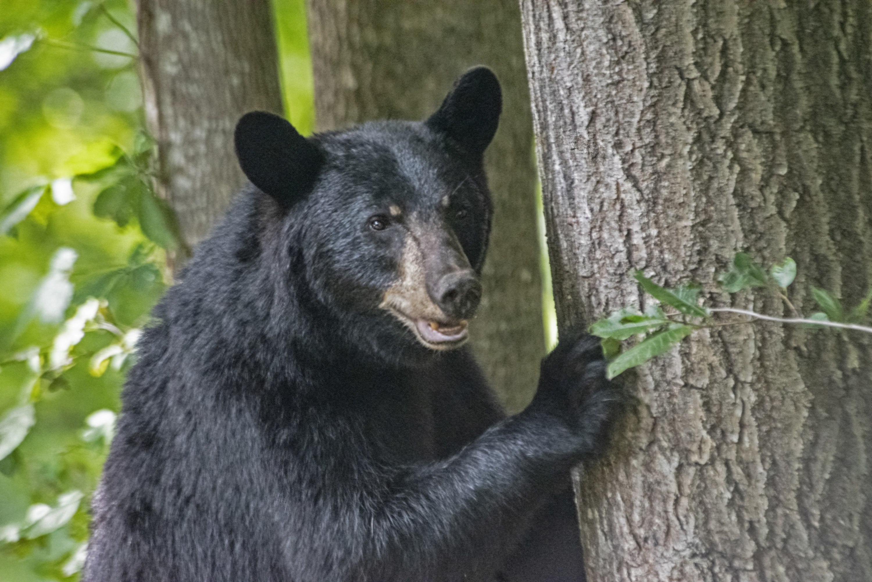 Black bear standing next to a tree