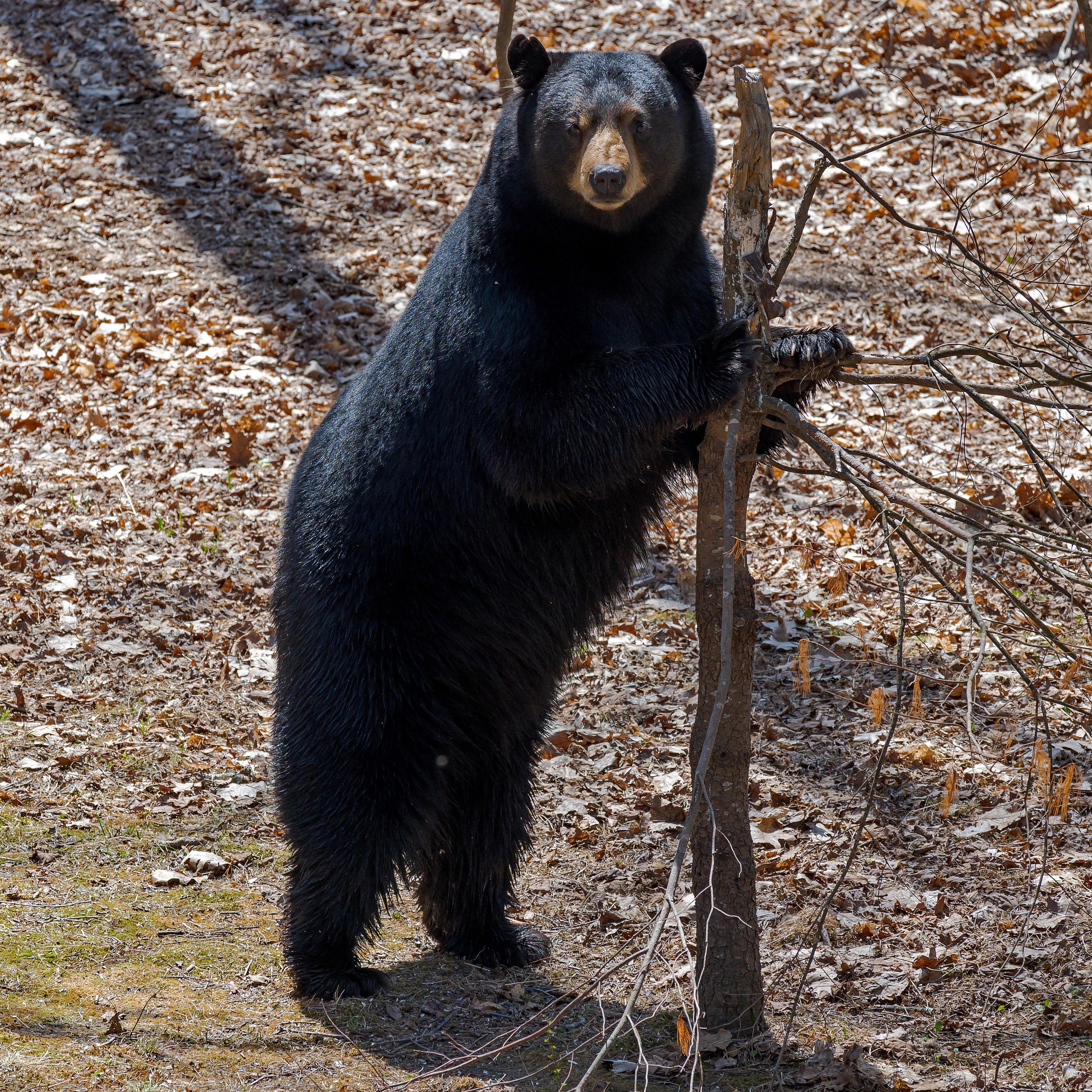 Black bear at marking tree at edge of a Washington, Connecticut