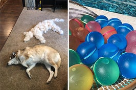 a dog with a pile of pet hair / reusable water balloons