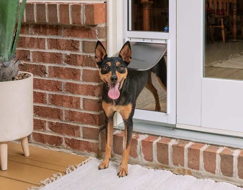 a dog using the panel, installed next to a glass door