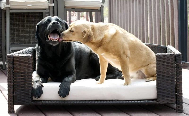 two dogs on the couch on a porch