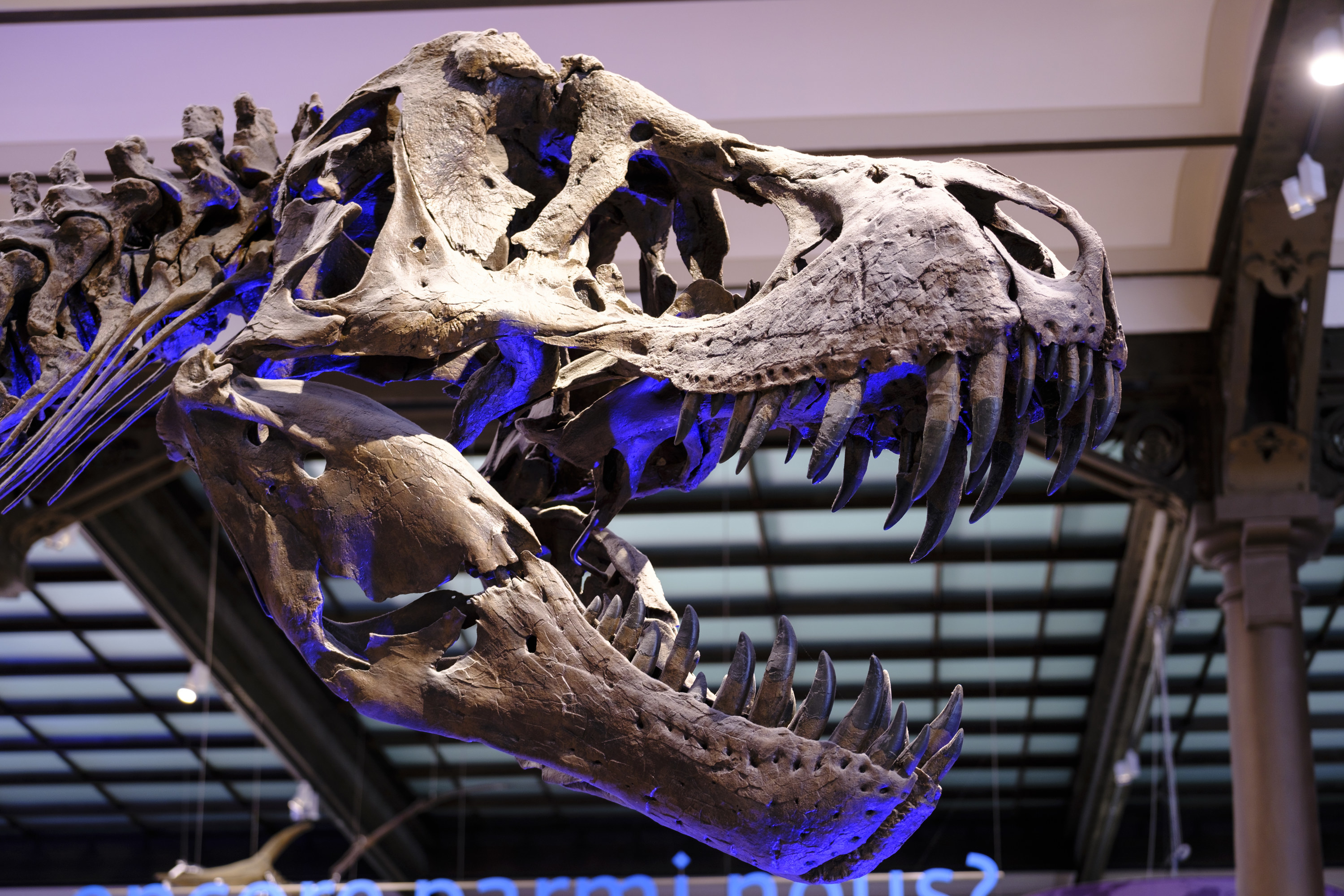 A closeup of T.Rex fossils