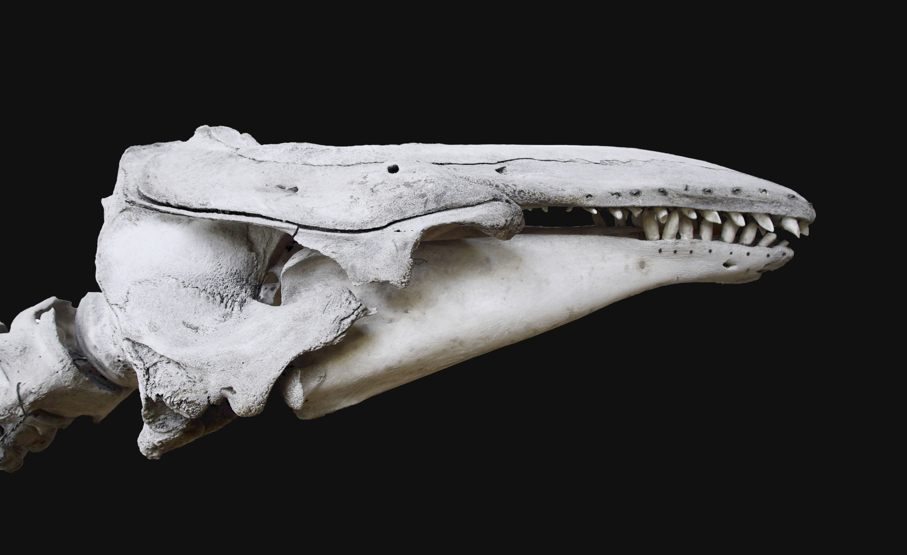 A beluga whale skull