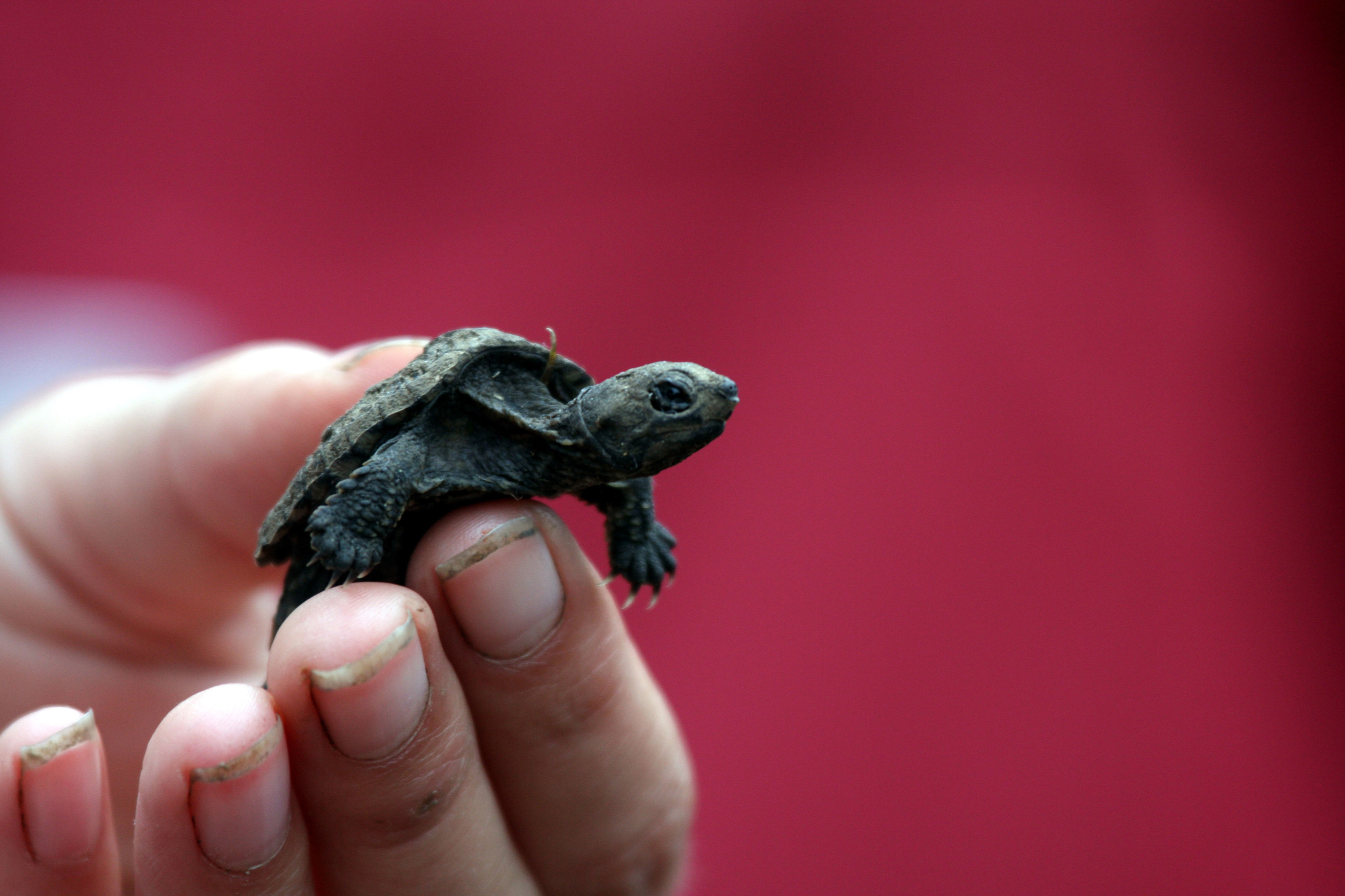A baby snapping turtle