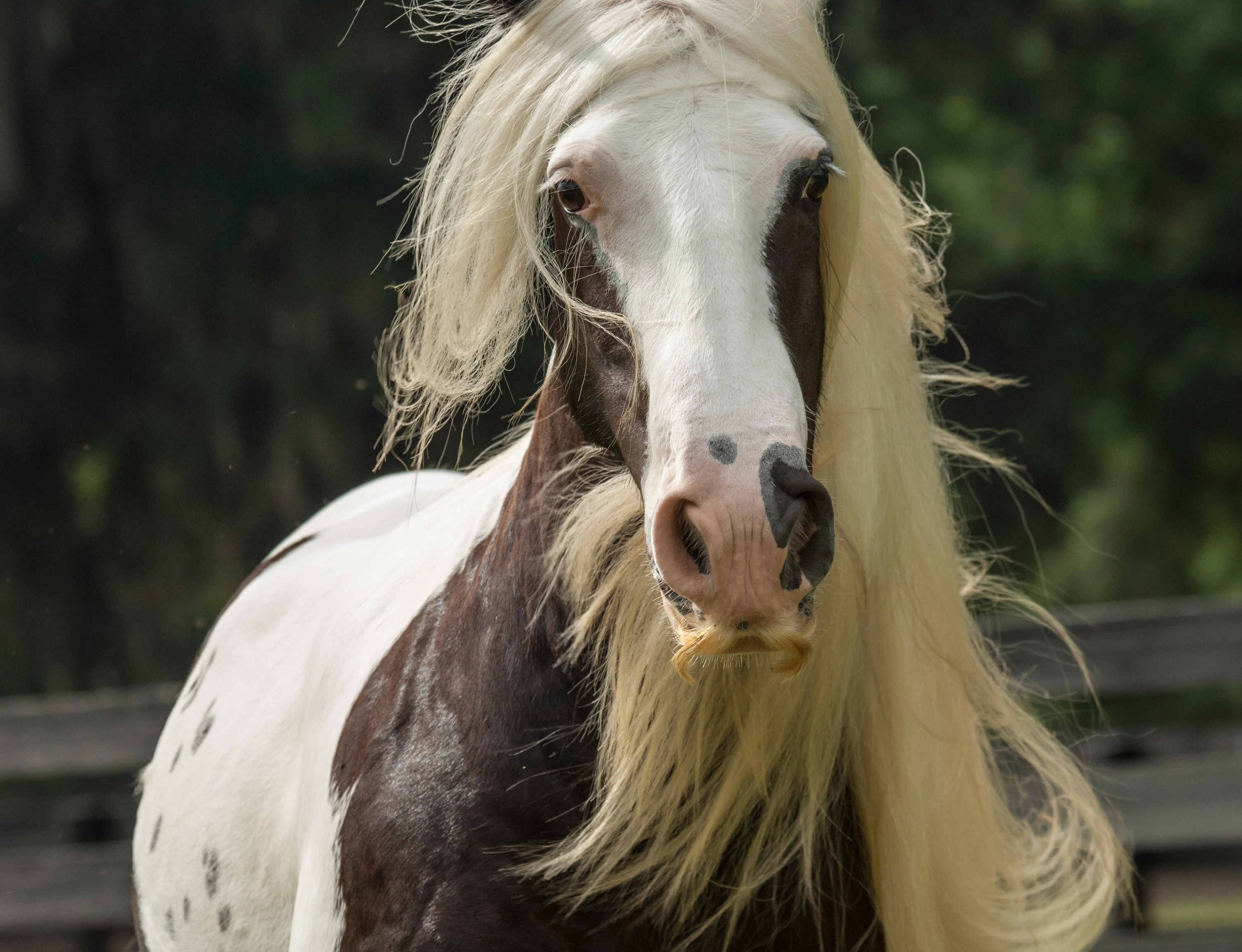 A horse with a mustache