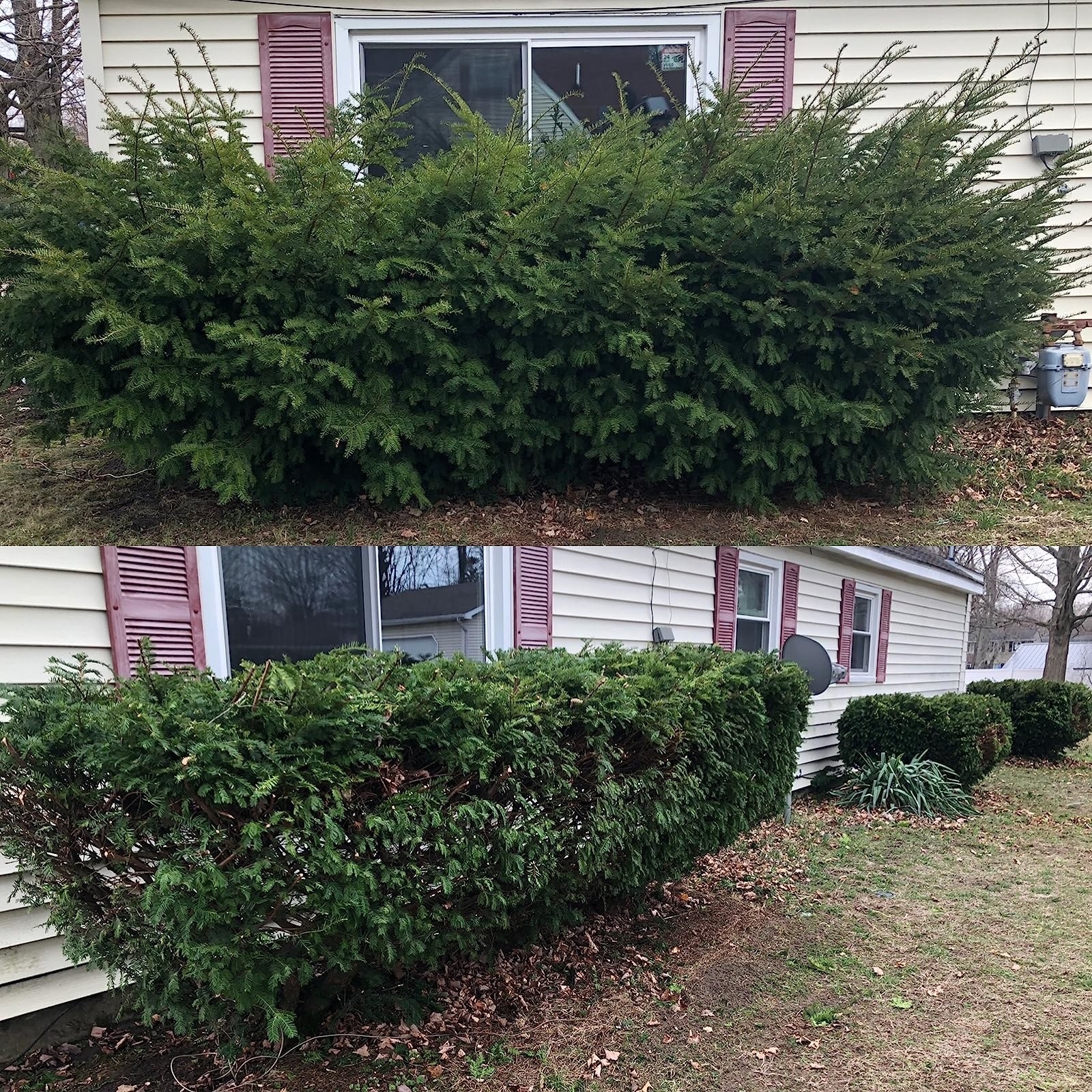 Reviewer&#x27;s photo of a large shrub before and after using the hedge trimmer on it