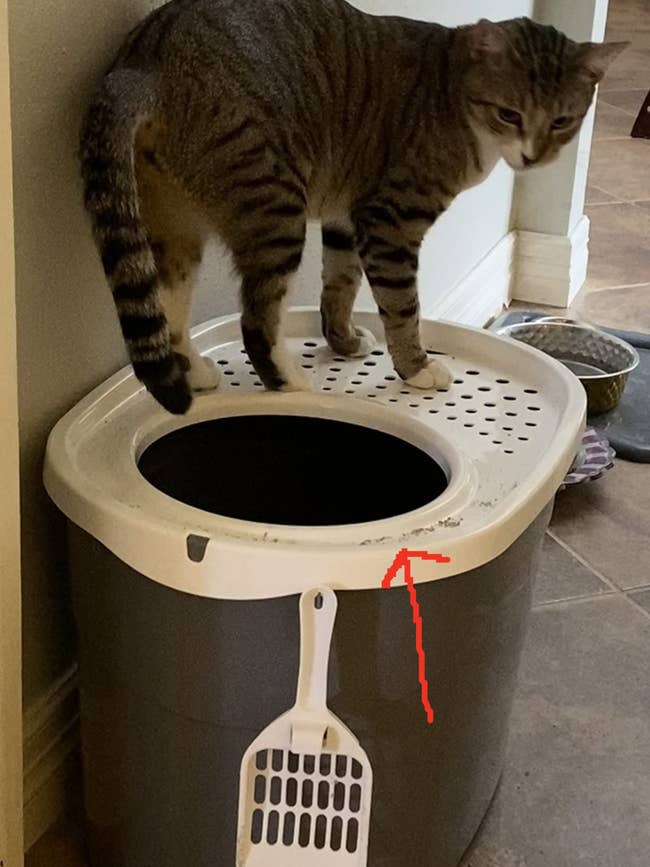 reviewer's cat on top of the litter box with an arrow pointing at the stray litter caught in the lip