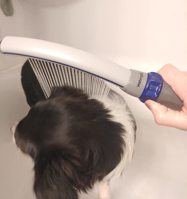 Reviewer using the shower attachment to give their dog a bath