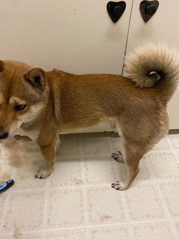 after image of dog with clear fur