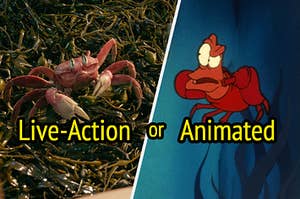 Sebastian the crab in live-action and animation.