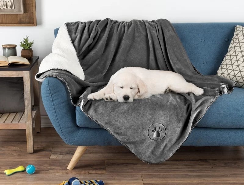 a dog on the blanket in dark gray over a couch