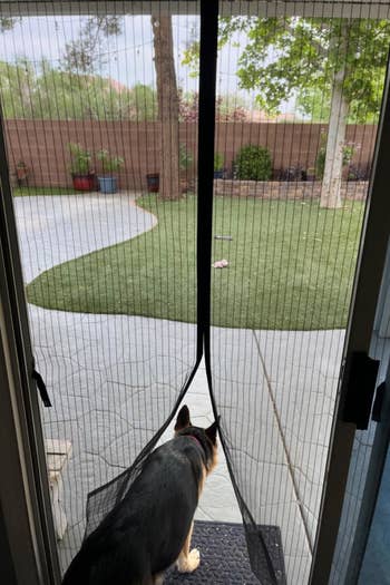 reviewer's dog easily passing through the screen door