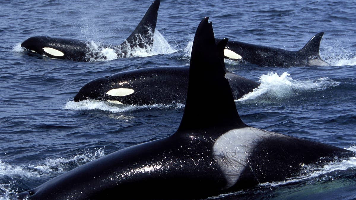 The first time a pod of orcas left the captain and his crew stranded on their vessel was in 2020.
