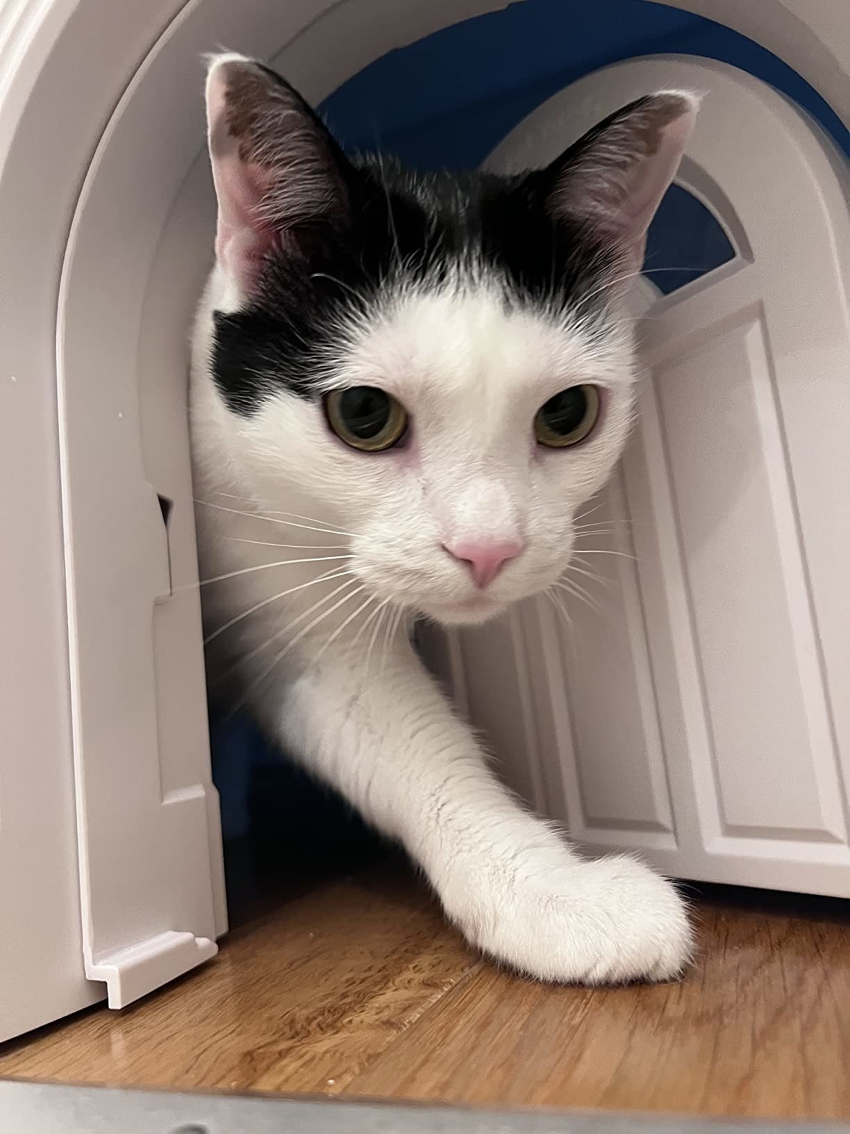 A reviewer&#x27;s black-and-white cat walking through a cat door at the bottom of a door