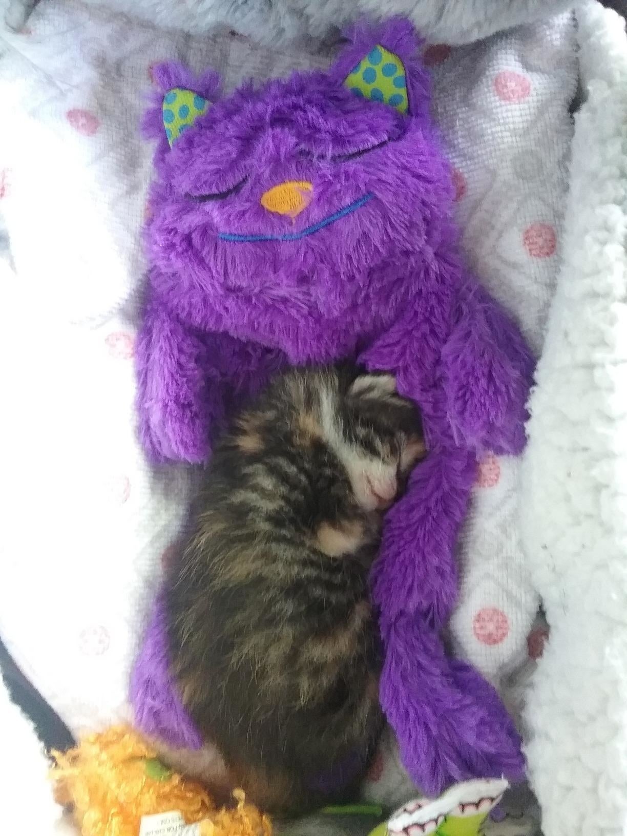 a reviewer's kitten cuddling with the pillow portion    sleeping